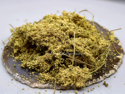 Mädesüss-Filipendula ulmaria 